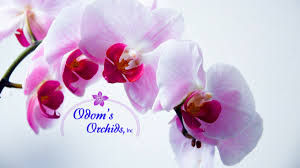 Orchid and Native Plant Tours