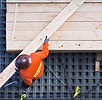 Construction Worker Lifting Wood Board