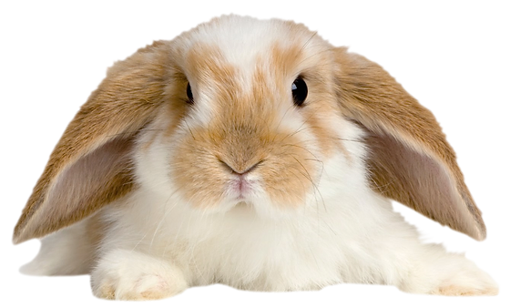 R-1.webp