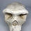 Thumbnail: Plaster Cast Skull