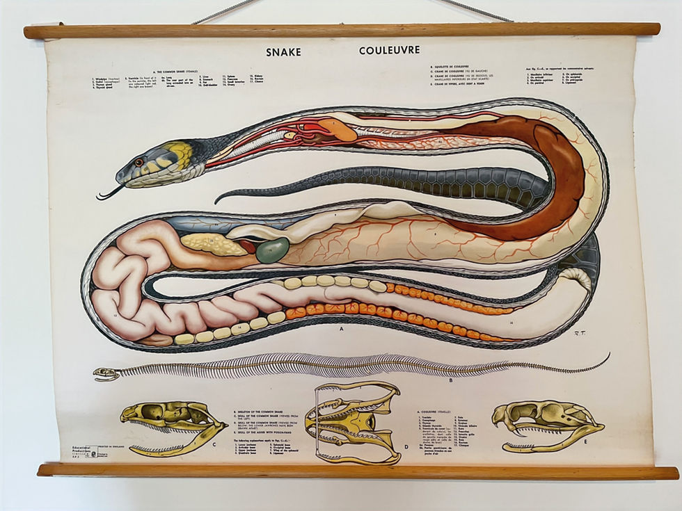 Thumbnail: snake anatomical chart