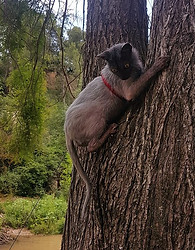 Neko Aka Wolf Lykoi