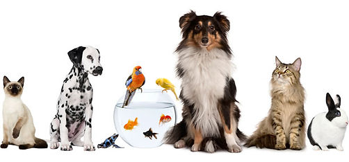 animales.jpg