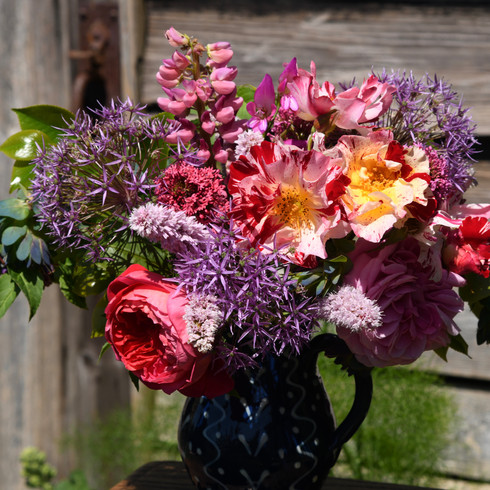 "Crazy for you" rose, "Gertrude Jekyll" rose, alliums, lupins, cerinthe, and persicaria