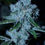 Miniature : Malibu Cosmic. FEM