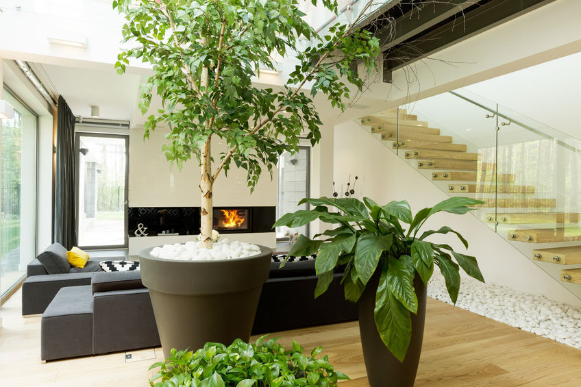 How to choose your house plants to match your interior