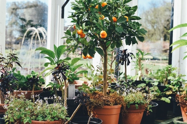 Plants for a conservatory
