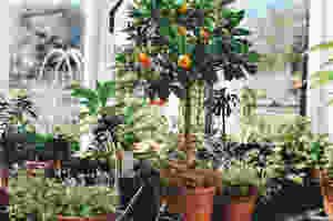 Plants for a conservatory