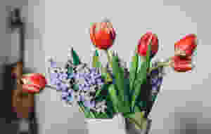 Tulips in a vase