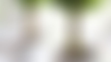 How to choose your house plants to match your interior