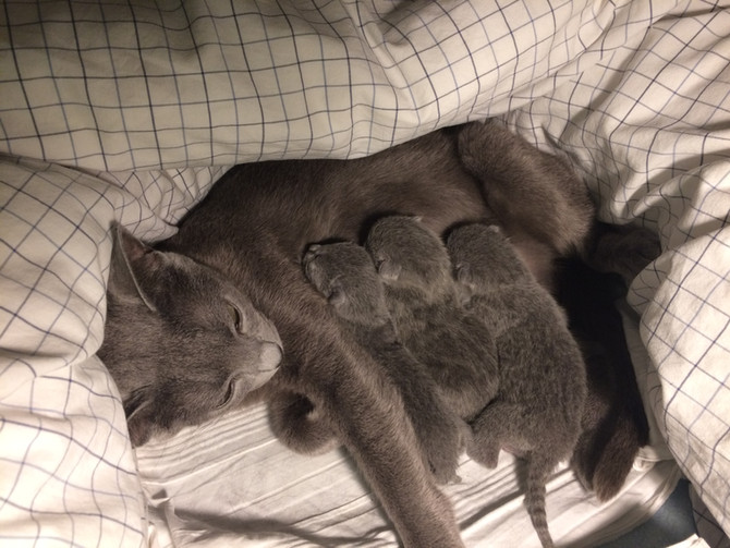 Hello world! Kattungarna är här!