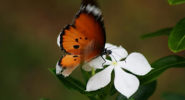 Image of a Monarch Butterfly on a white flower on the "Empath Empowered" landing page for the free webinar at www.josephinesheppard.com/special-offers