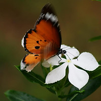 Butterfly On Flower