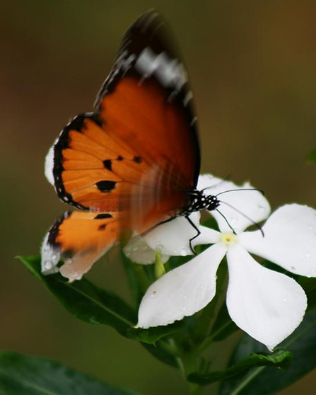 mariposa