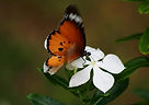 Papillon