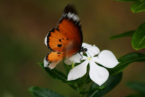 CASA & the Butterfly Effect