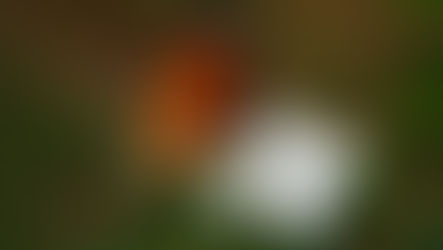 A Vida Extraordinária das Borboletas