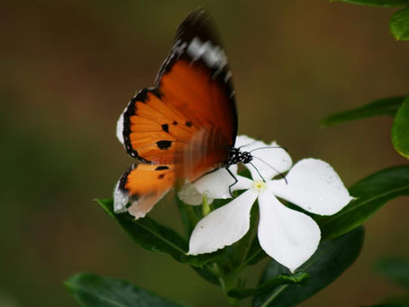 Dramatisches Insektensterben