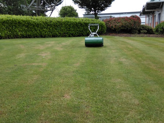 Grass cut