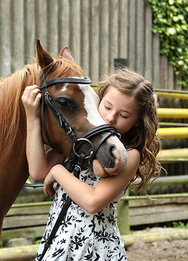pony-2595144_1920.jpg