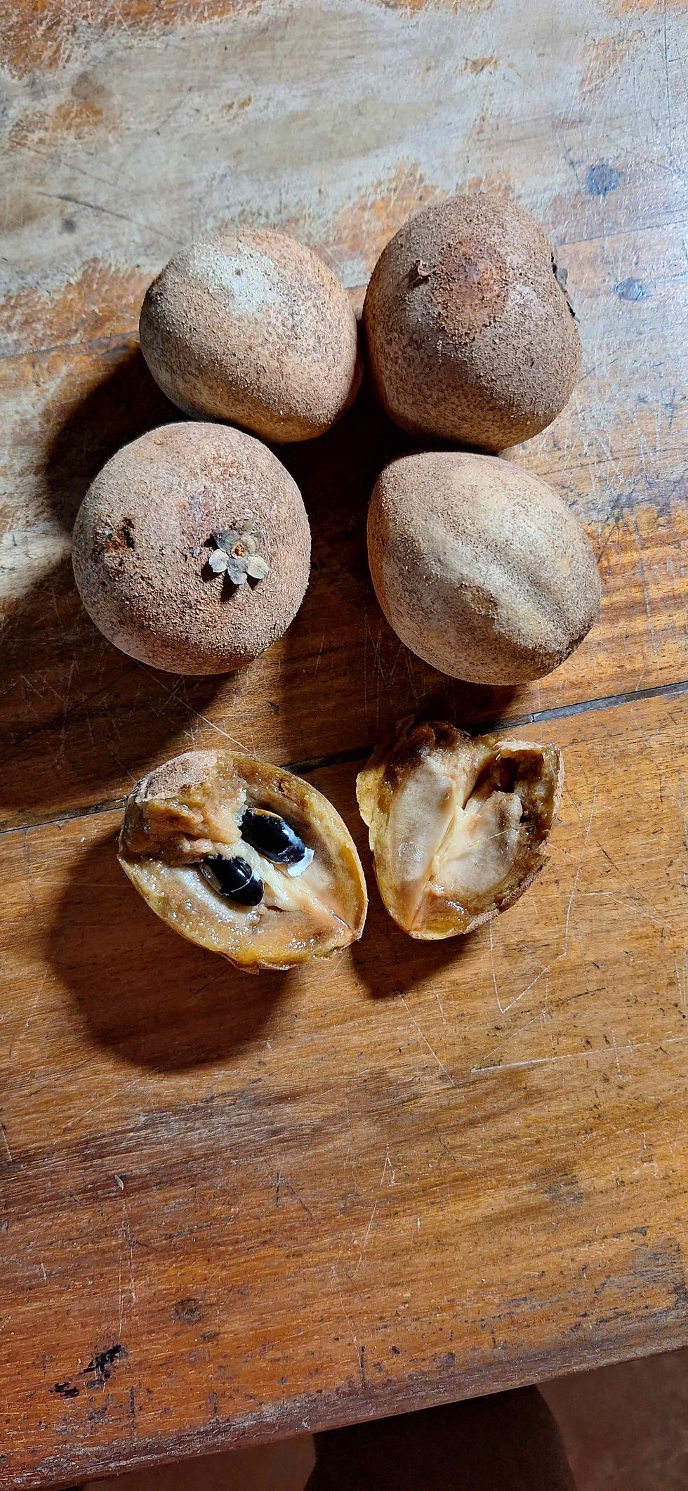 ripe chikku fruit showing the fles and seeds inside