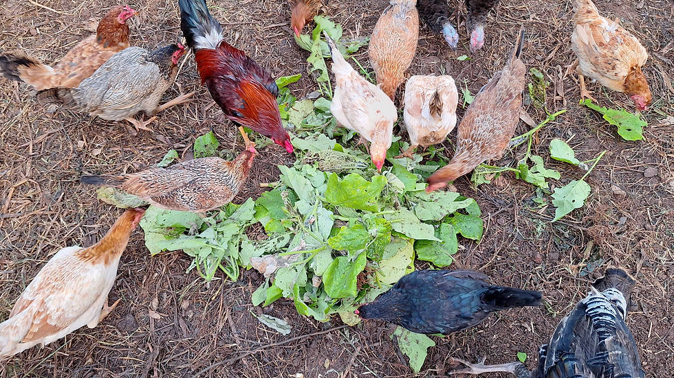 chickens eating up the pests on the leaves and loving it