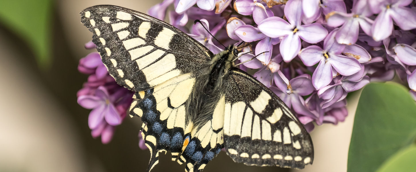 schwalbenschwanz, schmetterling, insekten, iris wegmann, natur fotograf, schweizer fotografin