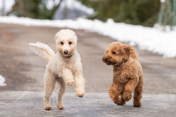 Hundebetreuung, Hundesitting, Adliswil, Rüschlikon, Kilchberg, Thalwil, Bezirk Horgen, Region Zimmerberg, Hunde, Dogsitting, dog daycare
Hundebetreuung Adliswil
Hundetagesbetreuung Adliswil
Tageshunde Adliswil
Hundesitting Kilchberg
Hundebetreuung Rüschlikon
Hundebetreuung Thalwil
Hundetagesstätte Zimmerberg
Hundebetreuung Zürichsee
Hundebetreuung für kleine Hunde
persönliche Hundebetreuung / familiäre Hundetagesbetreuung