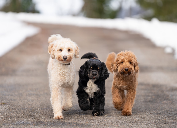 Hundebetreuung, Hundesitting, Adliswil, Rüschlikon, Kilchberg, Thalwil, Bezirk Horgen, Region Zimmerberg, Hunde, Dogsitting, dog daycare
