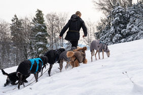 Hundesitting in der Region Zimmerberg