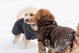 Hundesitting Bezirk Horgen