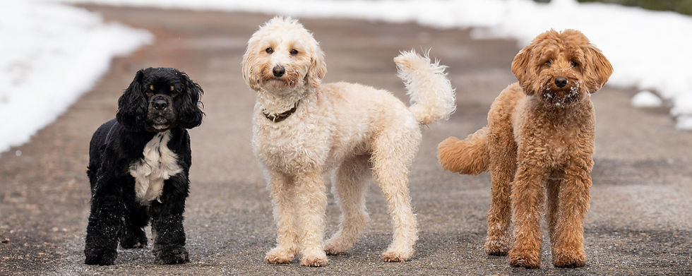 Hundebetreuung, Hundesitting, Adliswil, Rüschlikon, Kilchberg, Thalwil, Bezirk Horgen, Region Zimmerberg, Hunde, Dogsitting, dog daycare