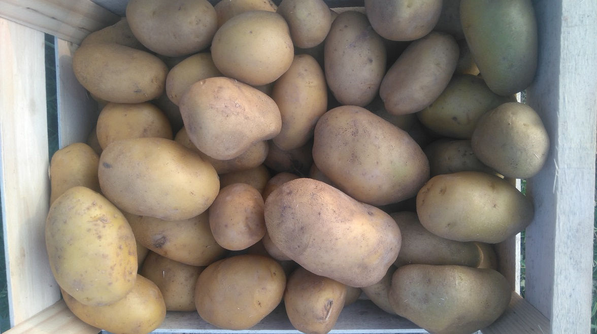 Pomme de terre à chair ferme Allians