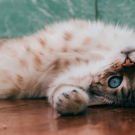 7 ways to make your cat very happy