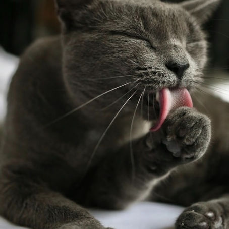 Why does my cat groom itself after eating?