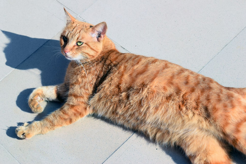 Why cats enjoy sunshine and how to give them more