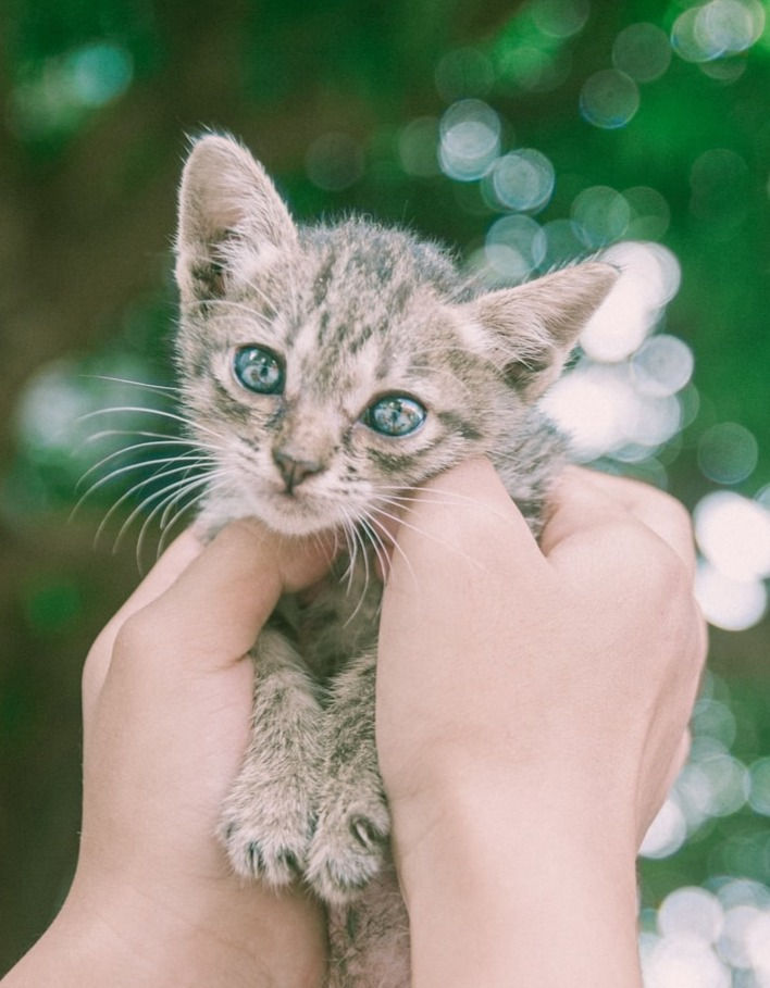 Why Do Some Cats Abandon Their Kittens 