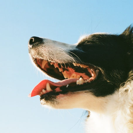 What causes bad breath in dogs, and how to cure it