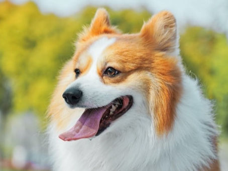 10 fun facts about Corgis