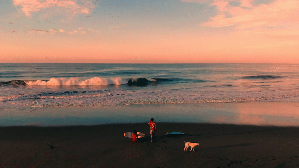 sea with dog.gif