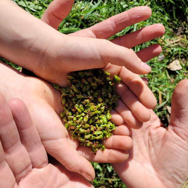 Atelier Gemmothérapie : Quels bourgeons pour les enfants?