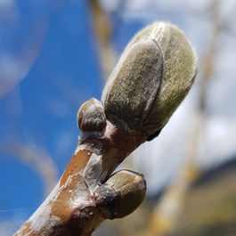 GEMMOTHERAPIE: La santé par les bourgeons