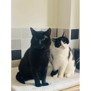 Lazarus and feral Mark.jpeg
