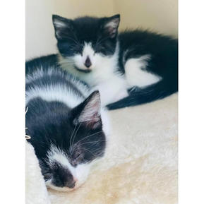 Felipe and Pedro