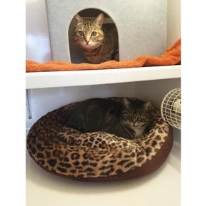 Indie and Ruby