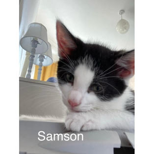Samson-500x500.jpg