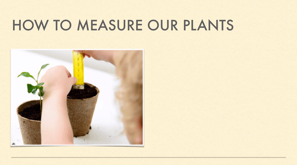 Animated slide demonstrating visual cues of slides for teaching by using transition by bullet point. How to measure our plants with numbered steps that appear step by step while teaching.