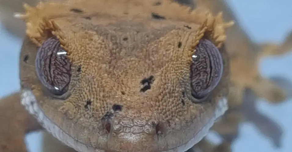 Scales and Shells Animal party Waterlooville, UK