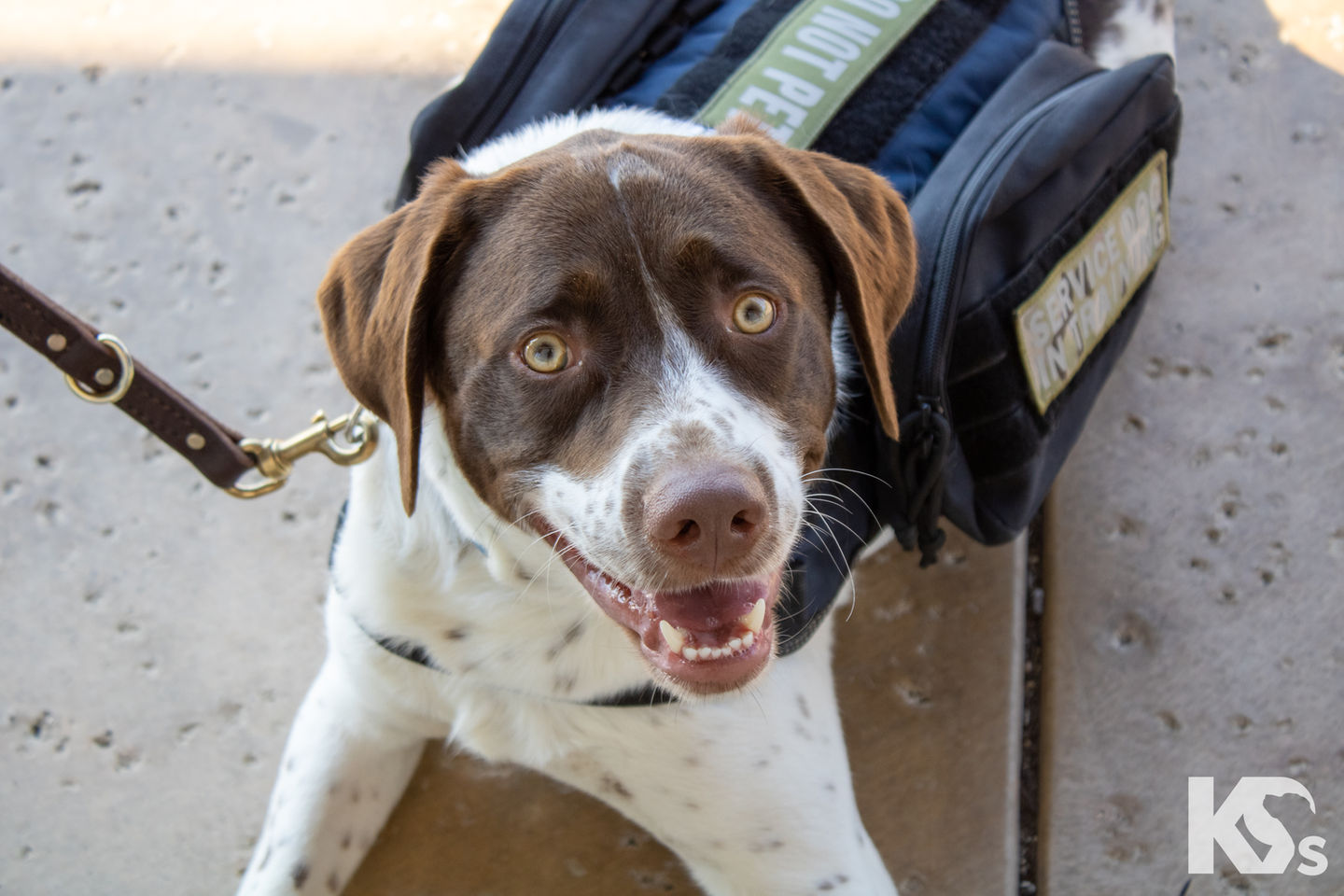 Pericles, AHEPA Service Dog sponsored by the Sons of Pericles National Service Project