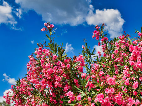 Time to Schedule Your Oleanders for Trimming and Pruning